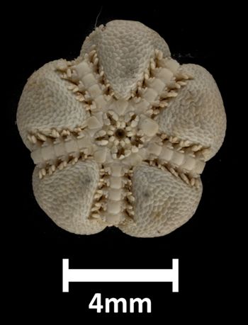 Media type: image;   Invertebrate Zoology OPH-3740 Description: Bottom up view of single ophiuroid specimen with a scale bar.;  Aspect: ventral